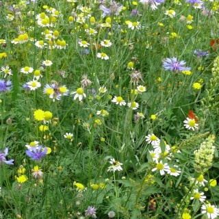 Semences Prairie Fleurie pollinisateurs sauvages pour 80m2, pluriannuelle