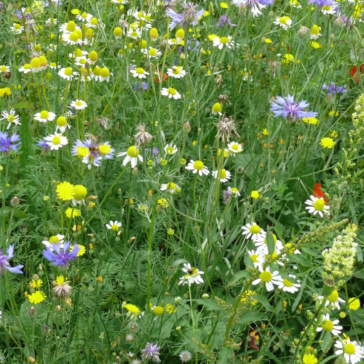 Semences Prairie Fleurie pollinisateurs sauvages pour 80m2, pluriannuelle