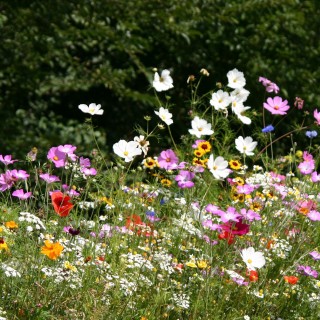 Semences Prairie Fleurie Fiesta pour 35m2, annuelle