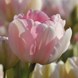 Bulbes Tulipes Angélique...
