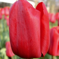 Bulbes Tulipes Bastogne cal...