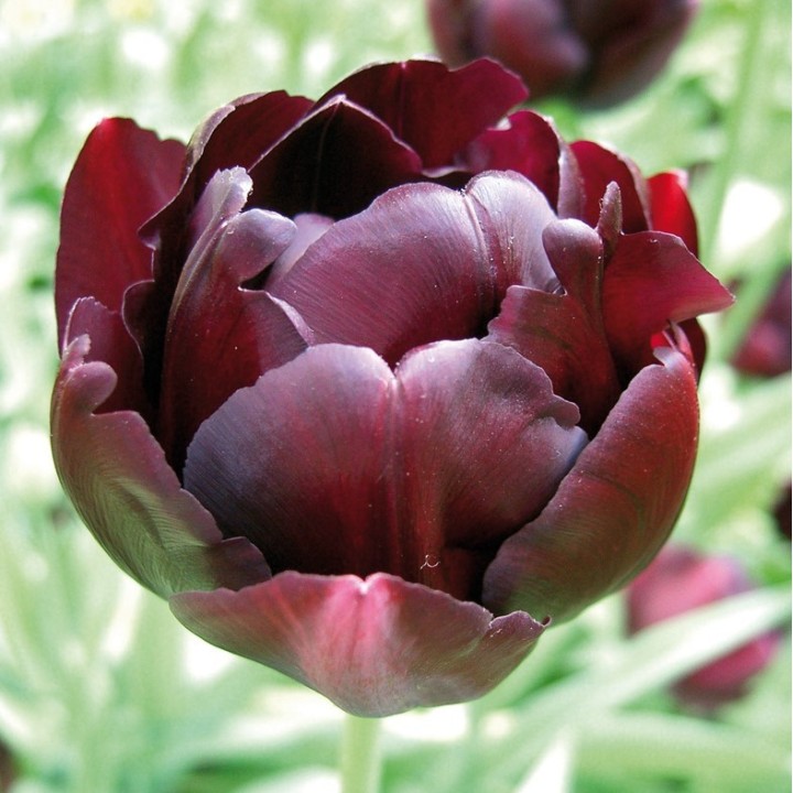 Bulbes Tulipes Black Hero® 12/+ les 100