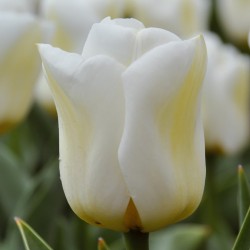 Bulbes Tulipes Calgary cal...