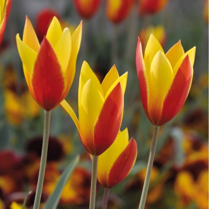 Bulbes Tulipes Chrysantha cal 6/+ les 100