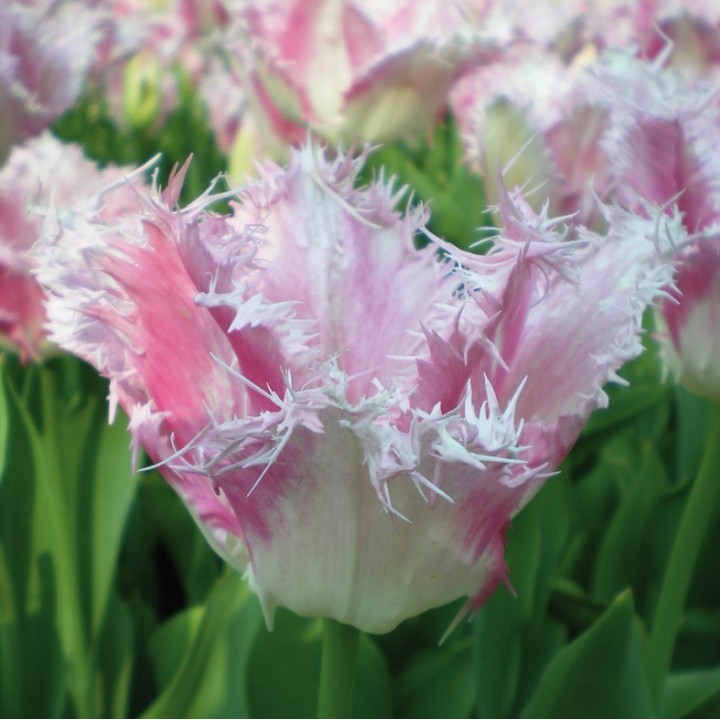 Bulbes Tulipes Fancy Frills® cal 11/12 les 100