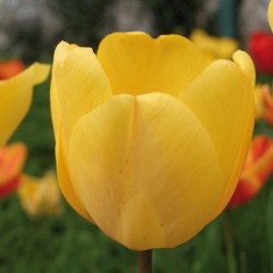 Bulbes Tulipes Golden...