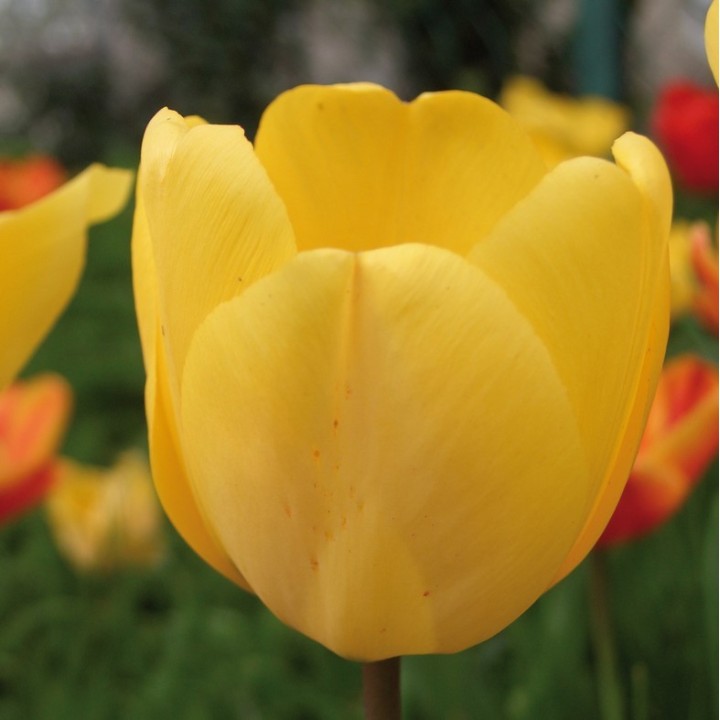 Bulbes Tulipes Darwin Hybride Golden Apeldoorn cal 12/+ les 100