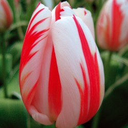 Bulbes Tulipes Happy...