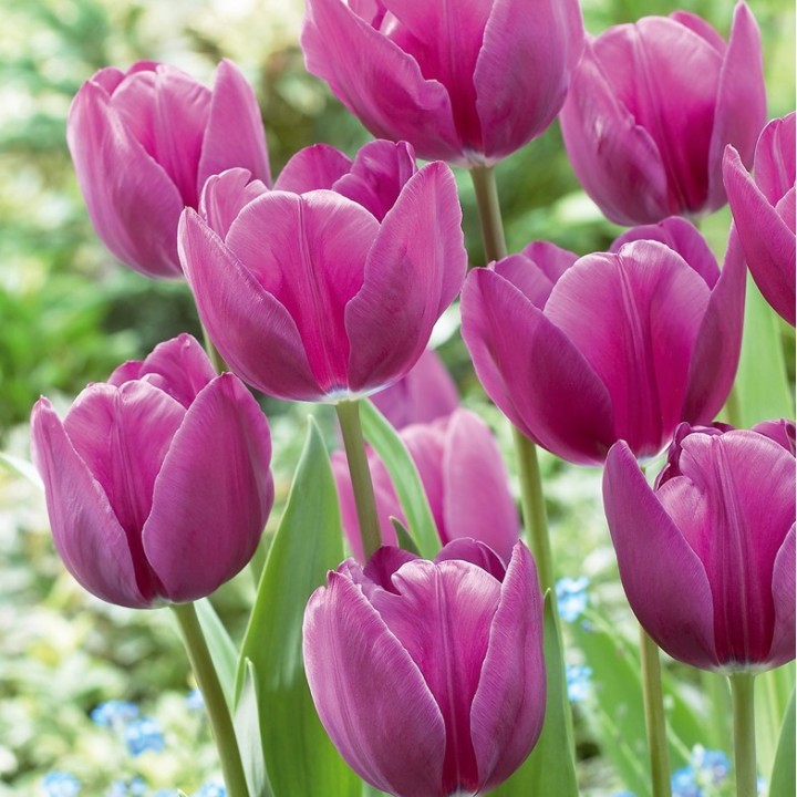 Bulbes Tulipes Triomphe Negrita cal 12/+ les 100