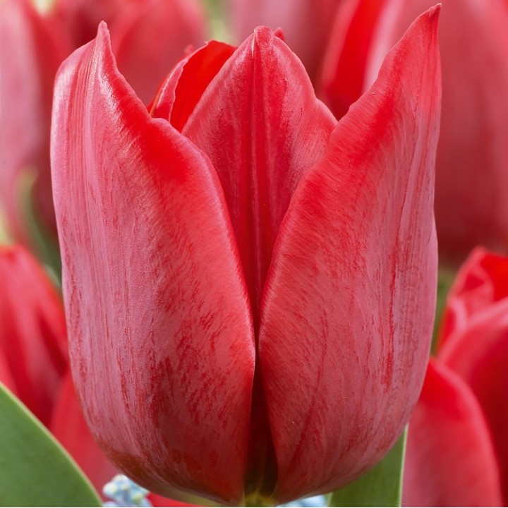 Bulbes Tulipes Triomphe Pallada cal 12/+ les 100