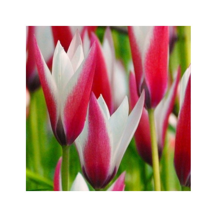 Bulbes Tulipes Botanique Clusiana Peppermint Stick cal 6/+ les 100