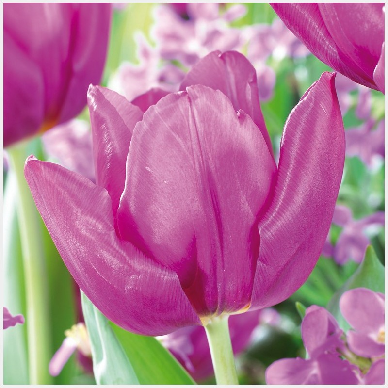 Bulbes Tulipes Purple Prince cal 12/+ les 100