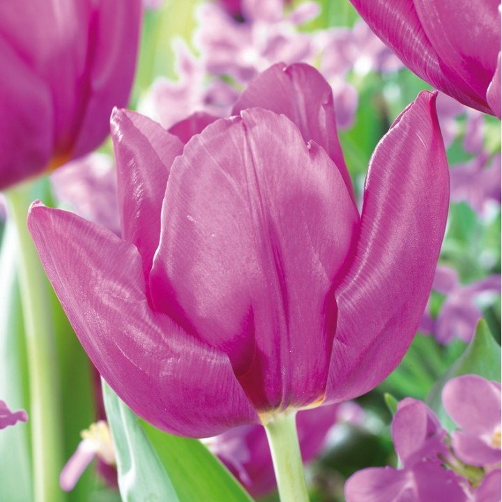 Bulbes Tulipes Simple Hative Purple Prince cal 12/+ les 100