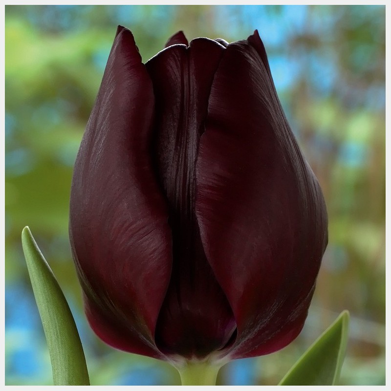 12/+ calibre 100 Bulbes de tulipesMuscadet