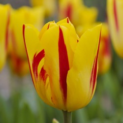 Bulbes Tulipes Washington...