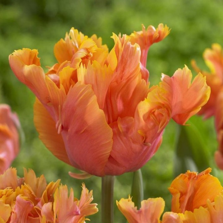 Bulbes Tulipes Amazing Parrot® cal 12/+ les 100