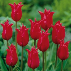 Bulbes Tulipes Pretty Woman...