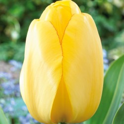 Bulbes Tulipes Golden...