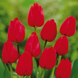 Bulbes Tulipes Apeldoorn...