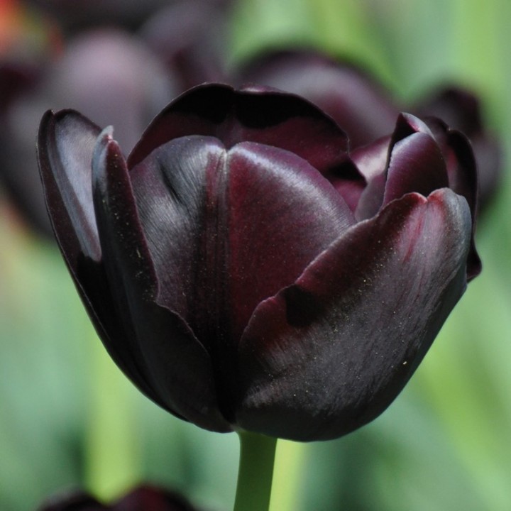 Bulbes Tulipes Simple Tardive Queen of Night cal 11/12 les 100