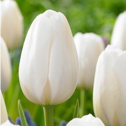 Bulbes Tulipes Clearwater®...
