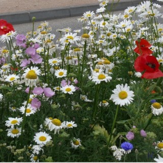 Semences Prairie Fleurie Aquarel vivaces pour 35m2, pluriannuelle