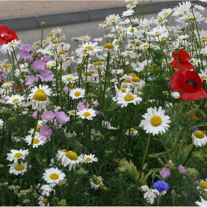 Semences Prairie Fleurie Aquarel vivaces pour 35m2, pluriannuelle