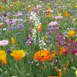 Semences Prairie Fleurie...
