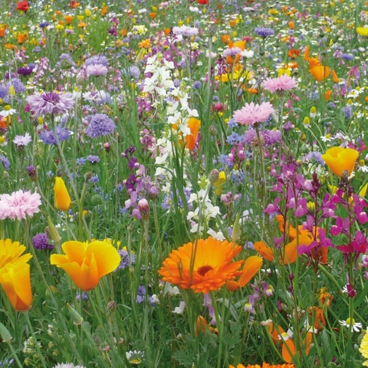 Semences Prairie Fleurie Tom pouce durable pour 35m2, pluriannuelle