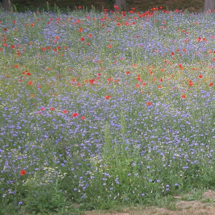 Semences Prairie Fleurie pollinisateurs sauvages pour 80m2, pluriannuelle