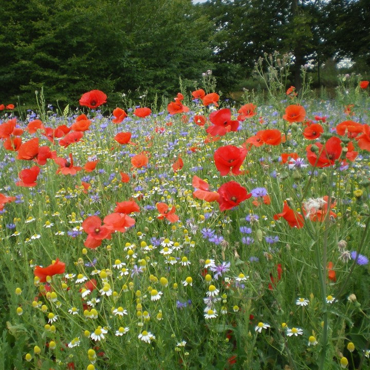 Semences Prairie Fleurie pollinisateurs sauvages pour 80m2, pluriannuelle