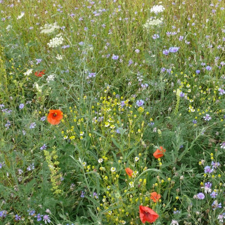 Semences Prairie Fleurie pollinisateurs sauvages pour 80m2, pluriannuelle