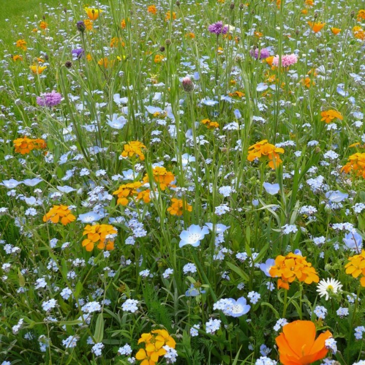 Semences Prairie Fleurie Tom pouce durable pour 35m2, pluriannuelle