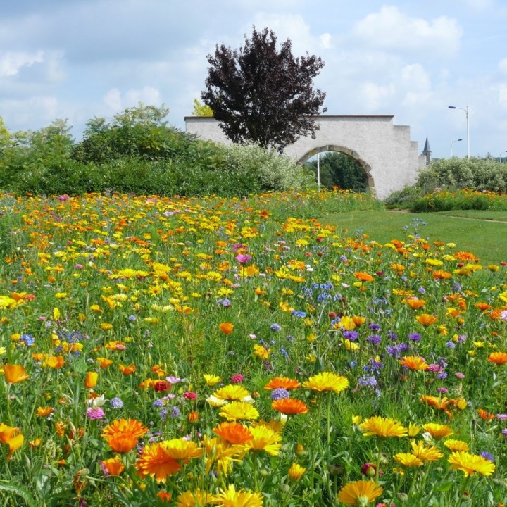 Semences Prairie Fleurie Tom Pouce classique pour 25m2, annuelle