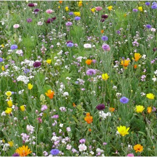 Semences Prairie Fleurie Tom Pouce classique pour 25m2, annuelle