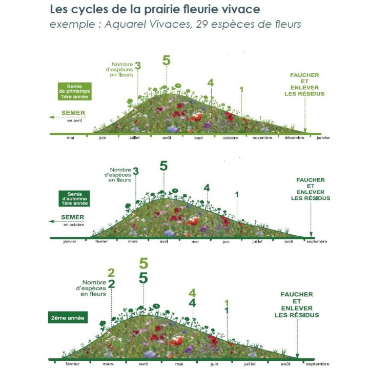 Semences Prairie Fleurie Aquarel vivaces