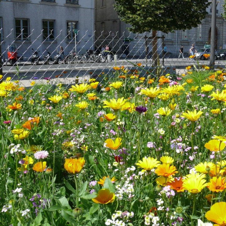 Semences Prairie Fleurie Tom Pouce classique pour 25m2, annuelle