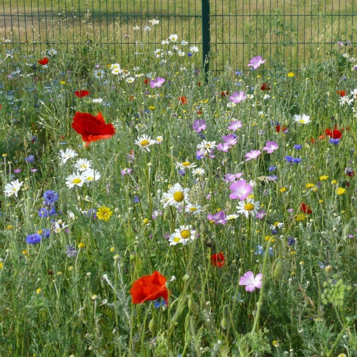 Semences Prairie Fleurie Aquarel vivaces pour 35m2, pluriannuelle