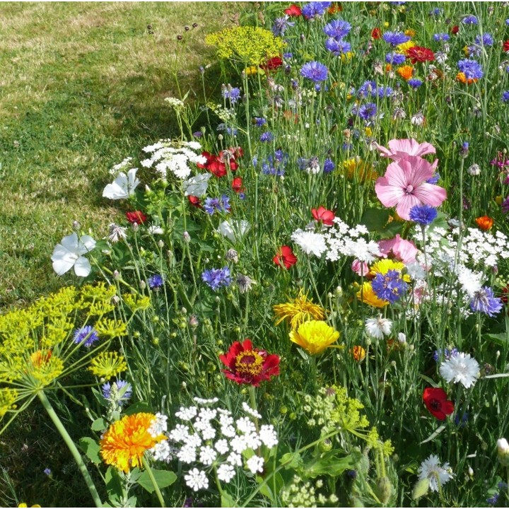 Semences Prairie Fleurie Elégance pour 35m2, annuelle