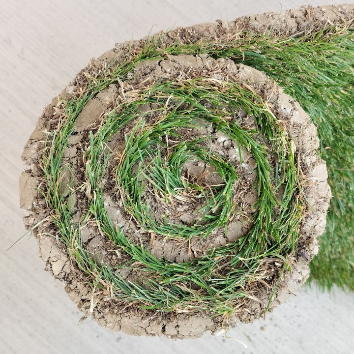 Gazon en rouleau classique agrément le m2