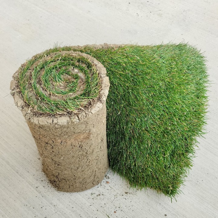 Gazon en rouleau classique agrément le m2