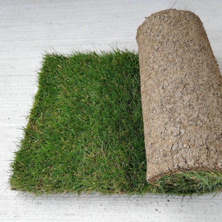 Gazon en rouleau classique agrément le m2