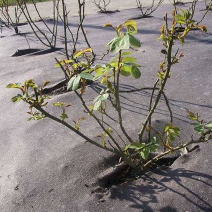 Natte de paillage bio non tissé 157 gr, largeur 2m