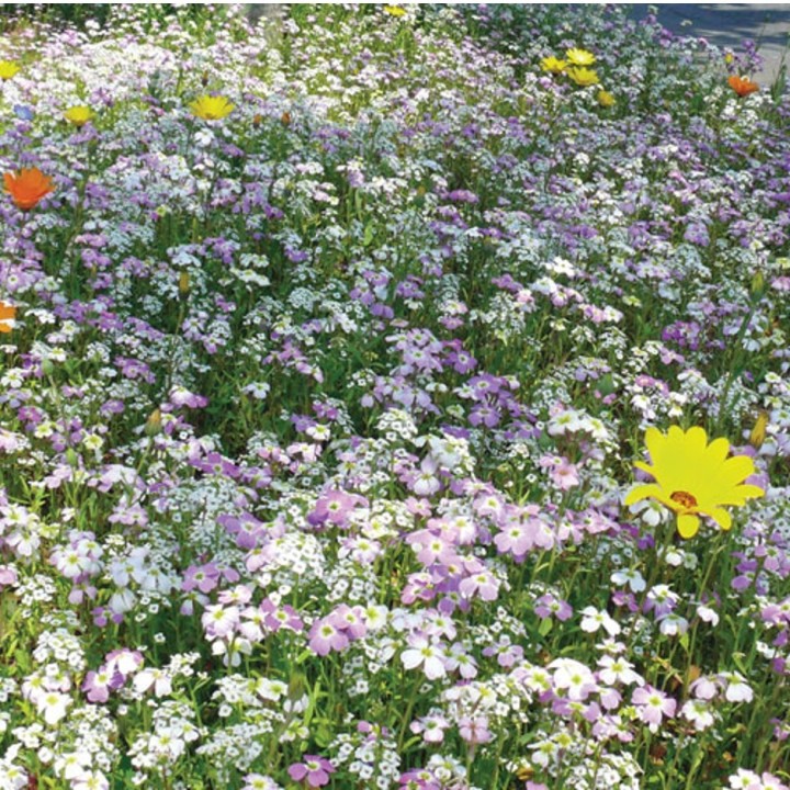 Semences Prairie Fleurie Tom pouce couvre sol pour 25m2, plurianuelles