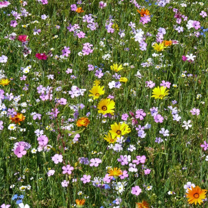 Semences Prairie Fleurie Tom pouce couvre sol pour 25m2, plurianuelles