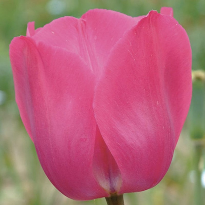 Bulbes Tulipes Don Quicotte cal 12/+ les 100