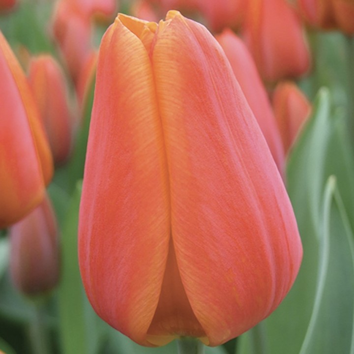 Bulbes Tulipes Triomphe Orange Cassini cal 12/+ les 100