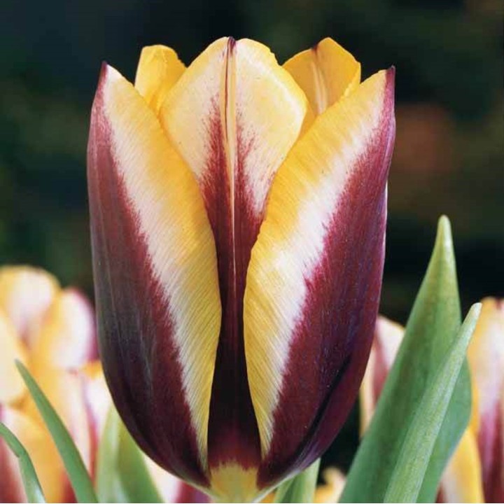 Bulbes Tulipes Triomphe Gavota cal 12/+ les 100