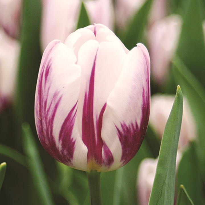 Bulbes Tulipes Triomphe Flaming Flag cal 12/+ les 100