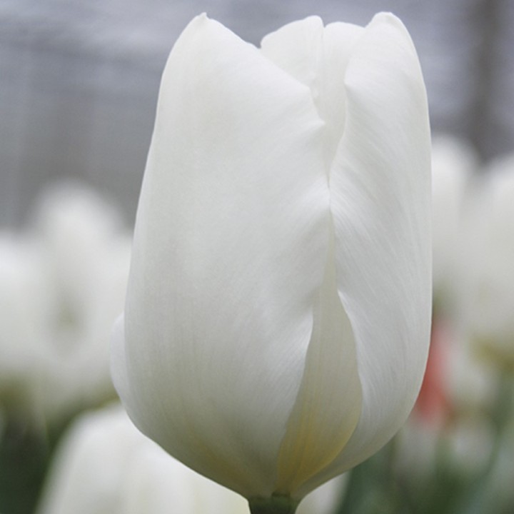 Bulbes Tulipes Triomphe White Flag cal 12/+ les 100